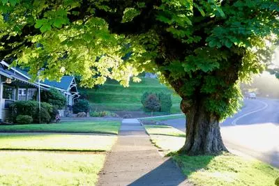 Tree on Main Street sidewalk